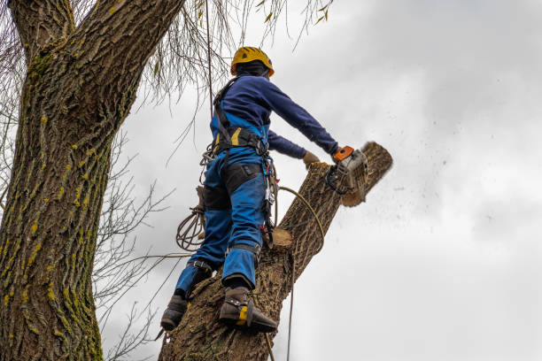 Best Tree Disease Treatment  in Star City, WV